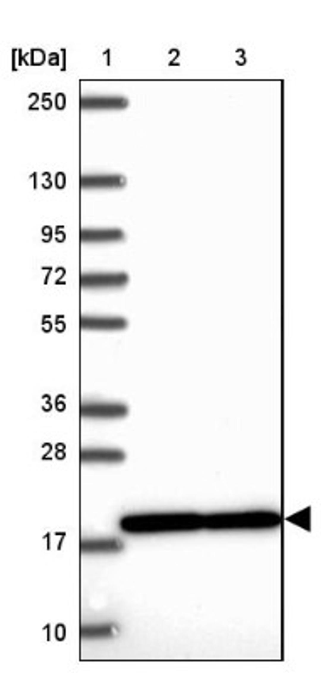 Western Blot: RPS15 Antibody [NBP2-34083] - Lane 1: Marker [kDa] 250, 130, 95, 72, 55, 36, 28, 17, 10<br/>Lane 2: Human cell line RT-4<br/>Lane 3: Human cell line U-251MG sp