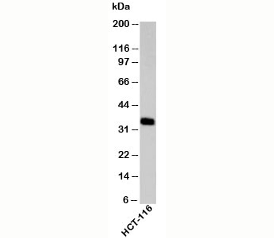 Western blot testing of human samples with EpCAM antibody at 2ug/ml.