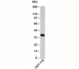 Western blot testing of human samples with EpCAM antibody at 2ug/ml.