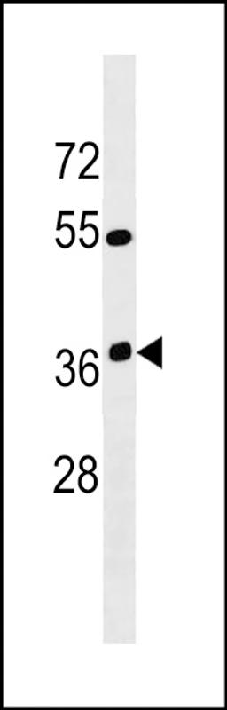 Western blot analysis in K562 cell line lysates (35ug/lane).