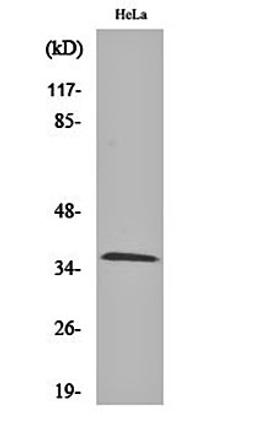 Western blot analysis of Hela cell lysates using Olfactory receptor 9Q2 antibody