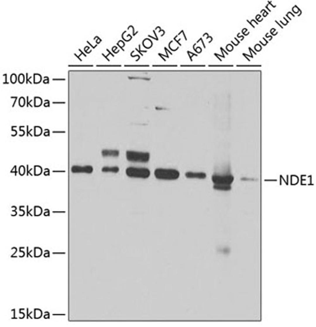 Western blot - NDE1 antibody (A7112)