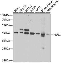 Western blot - NDE1 antibody (A7112)