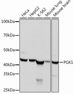 Western blot - PGK1  Rabbit mAb (A12686)