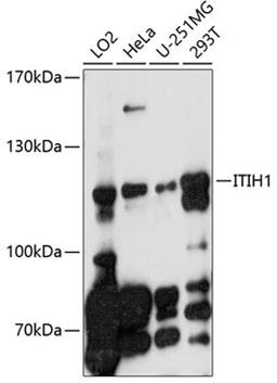 Western blot - ITIH1 antibody (A10833)