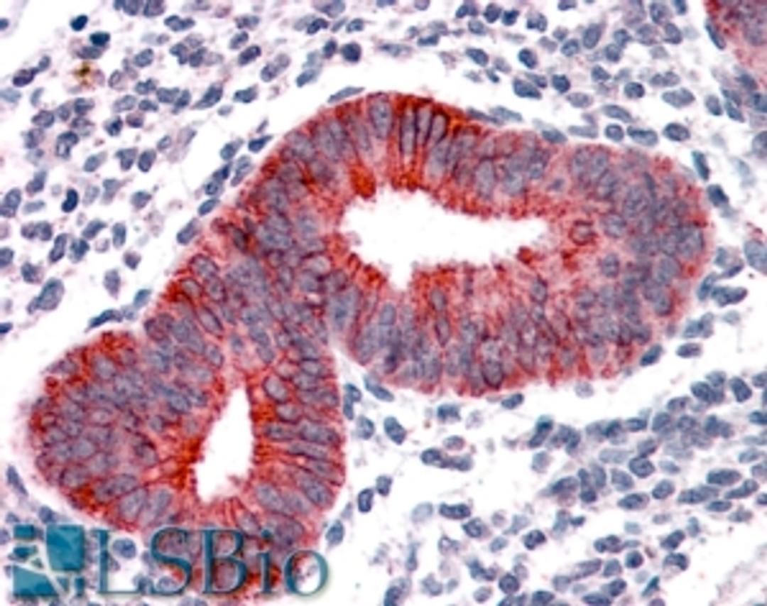 46-582 (3.8ug/ml) staining of paraffin embedded Human Uterus. Steamed antigen retrieval with citrate buffer pH 6, AP-staining.