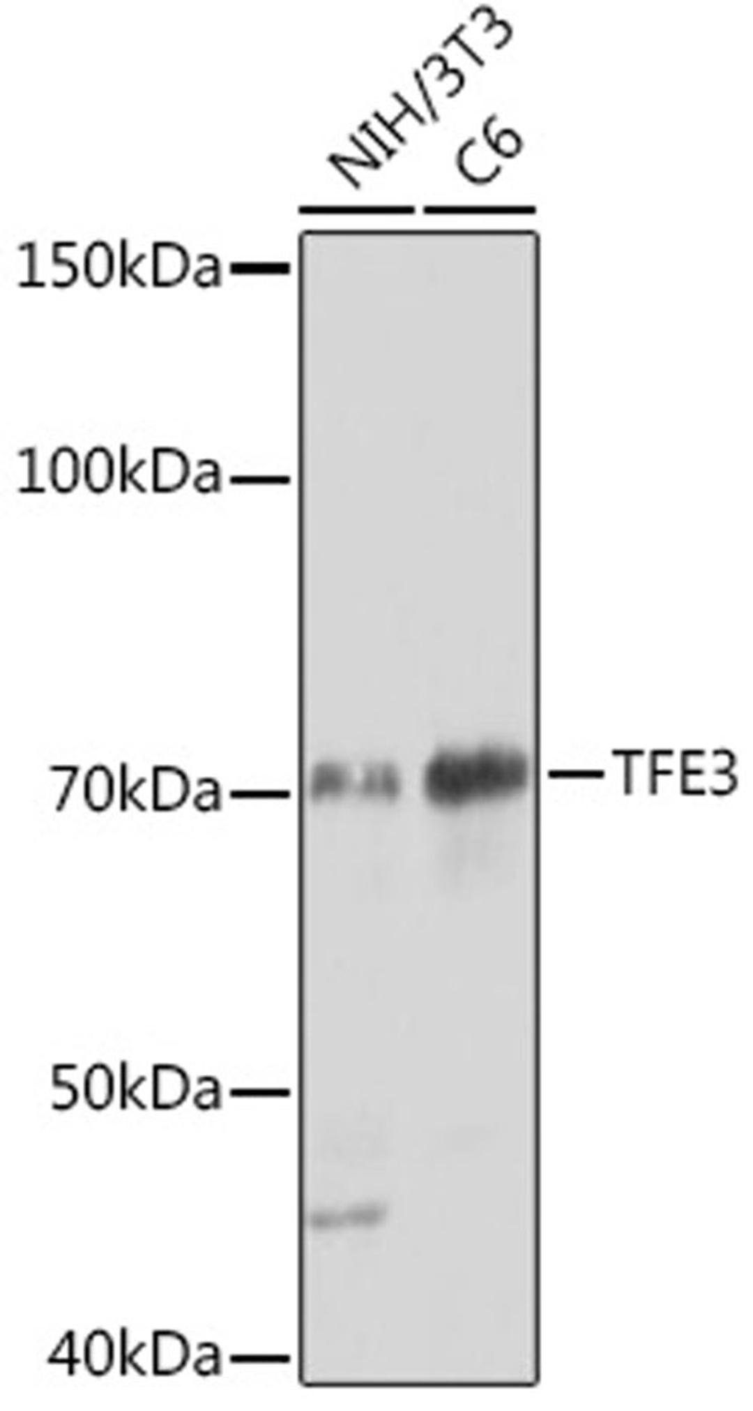 Western blot - TFE3 Rabbit mAb (A0548)