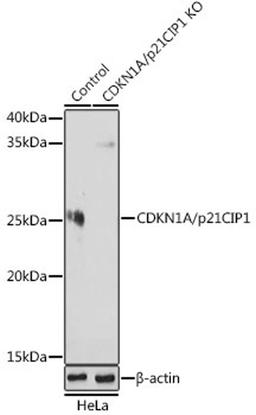 Western blot - CDKN1B/p27KIP1 antibody (A19095)