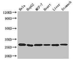 Western Blot. Positive WB detected in: Hela whole cell lysate, HepG2 whole cell lysate, MCF-7 whole cell lysate, Mouse heart tissue, Mouse liver tissue, Mouse stomach tissue. All lanes: PRDX3 antibody at 3.2µg/ml. Secondary. Goat polyclonal to rabbit IgG at 1/50000 dilution. Predicted band size: 28, 26 kDa. Observed band size: 28 kDa