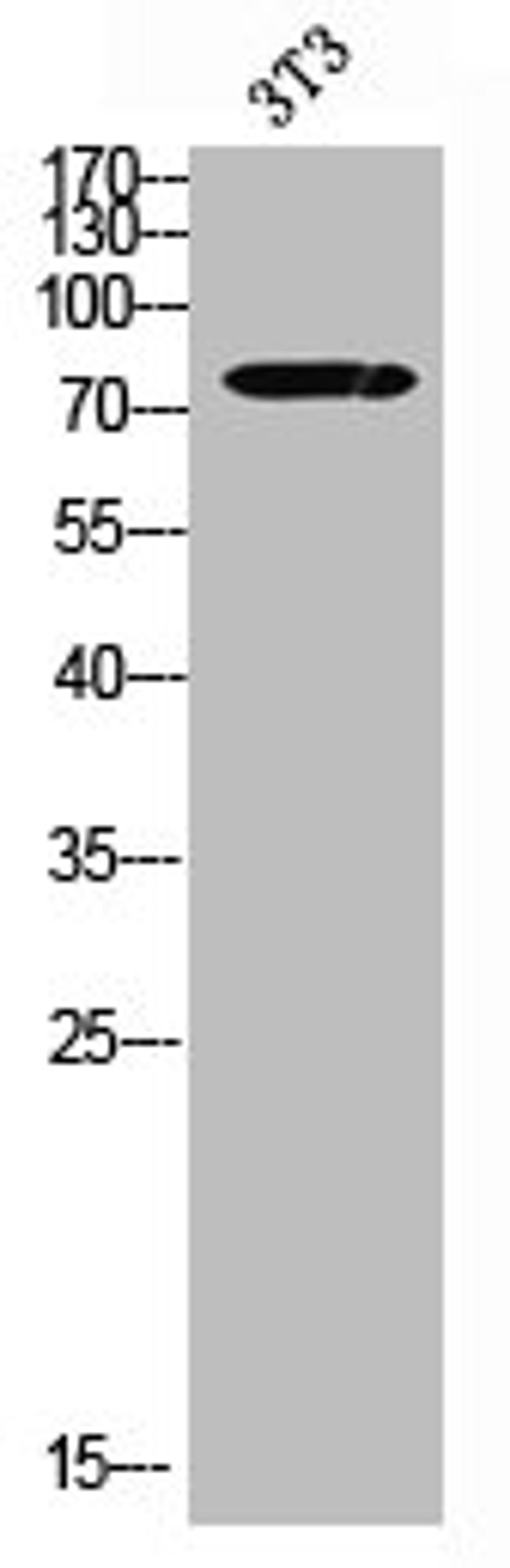 Western blot analysis of 3T3 using Galactosidase β antibody.. Secondary antibody  was diluted at 1:20000