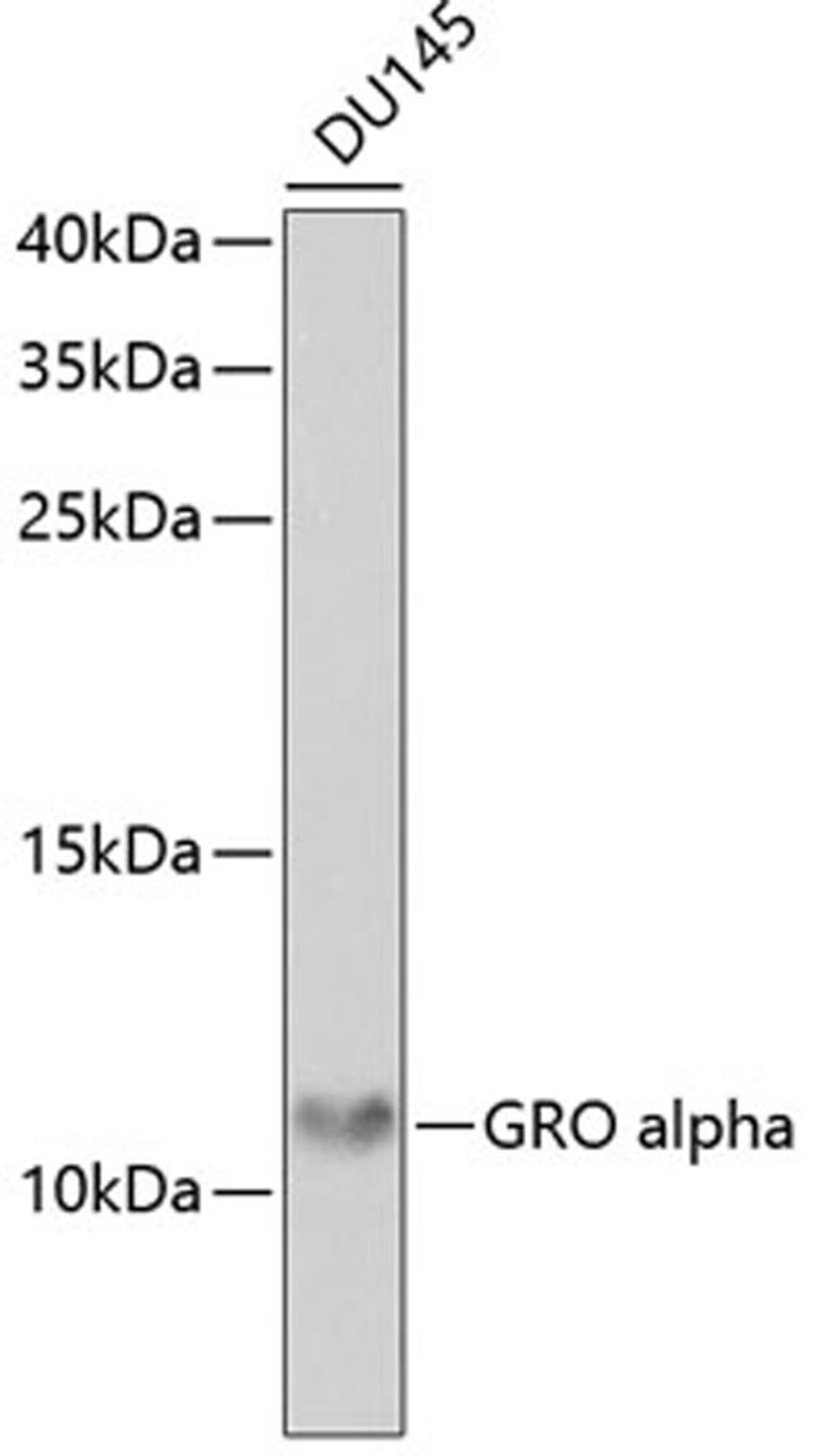 Western blot - GRO alpha antibody (A5802)