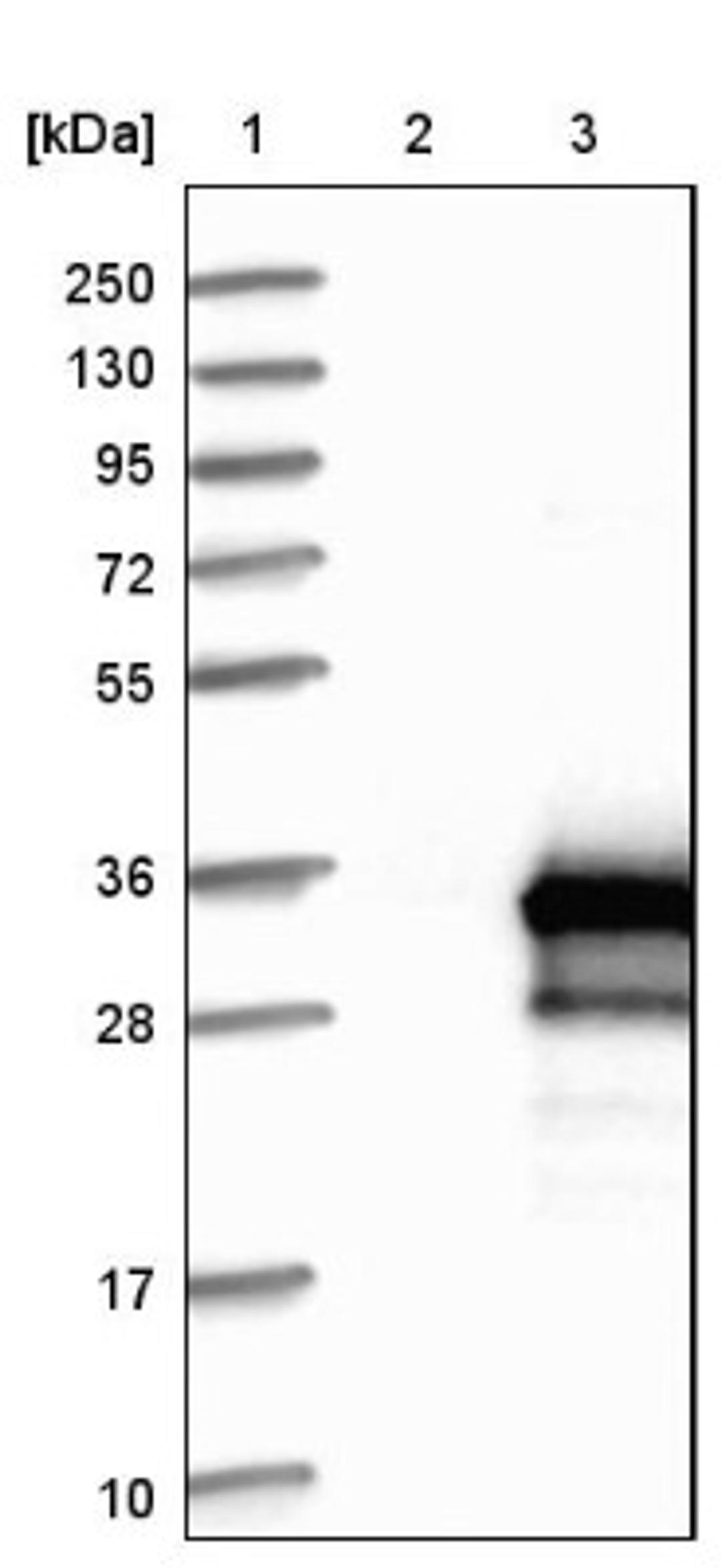 Western Blot: RILPL2 Antibody [NBP1-82041] - Lane 1: Marker [kDa] 250, 130, 95, 72, 55, 36, 28, 17, 10<br/>Lane 2: Negative control (vector only transfected HEK293T lysate)<br/>Lane 3: Over-expression lysate (Co-expressed with a C-terminal myc-DDK tag (~3.1 kDa) in mammalian HEK293T cells, LY408055)