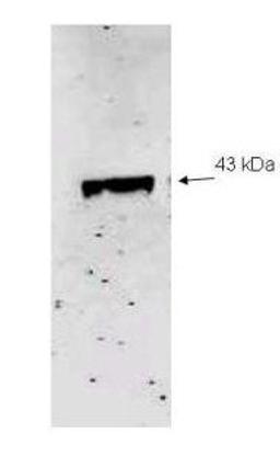 Western blot analysis of molecular weight marker (not shown) indicates a single band of the expected MW (43 kDa) using Neuraminidase antibody