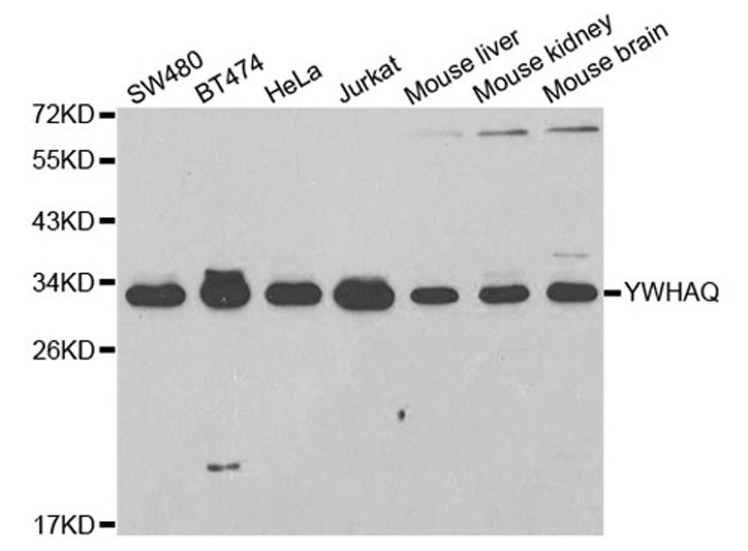 Western blot - YWHAQ antibody (A2563)