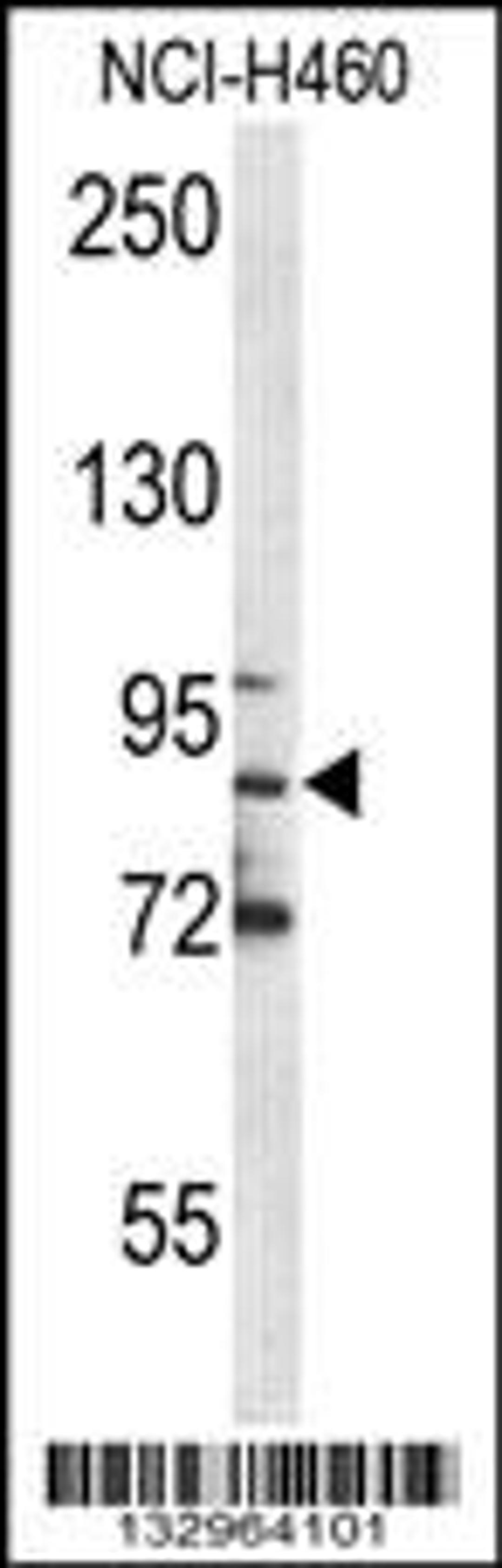 Western blot analysis in NCI-H460 cell line lysates (35ug/lane).