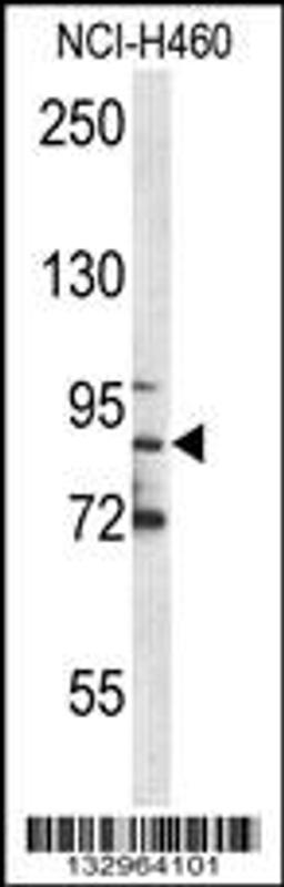 Western blot analysis in NCI-H460 cell line lysates (35ug/lane).