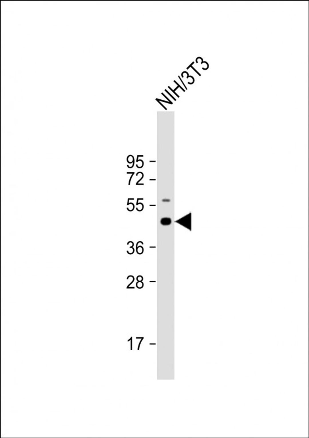 Western Blot at 1:1000 dilution + NIH/3T3 whole cell lysate Lysates/proteins at 20 ug per lane.