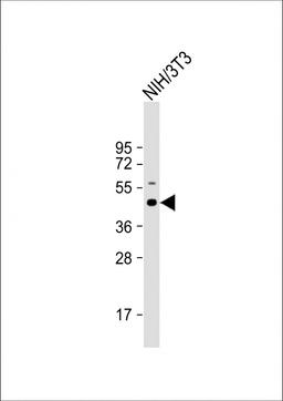 Western Blot at 1:1000 dilution + NIH/3T3 whole cell lysate Lysates/proteins at 20 ug per lane.