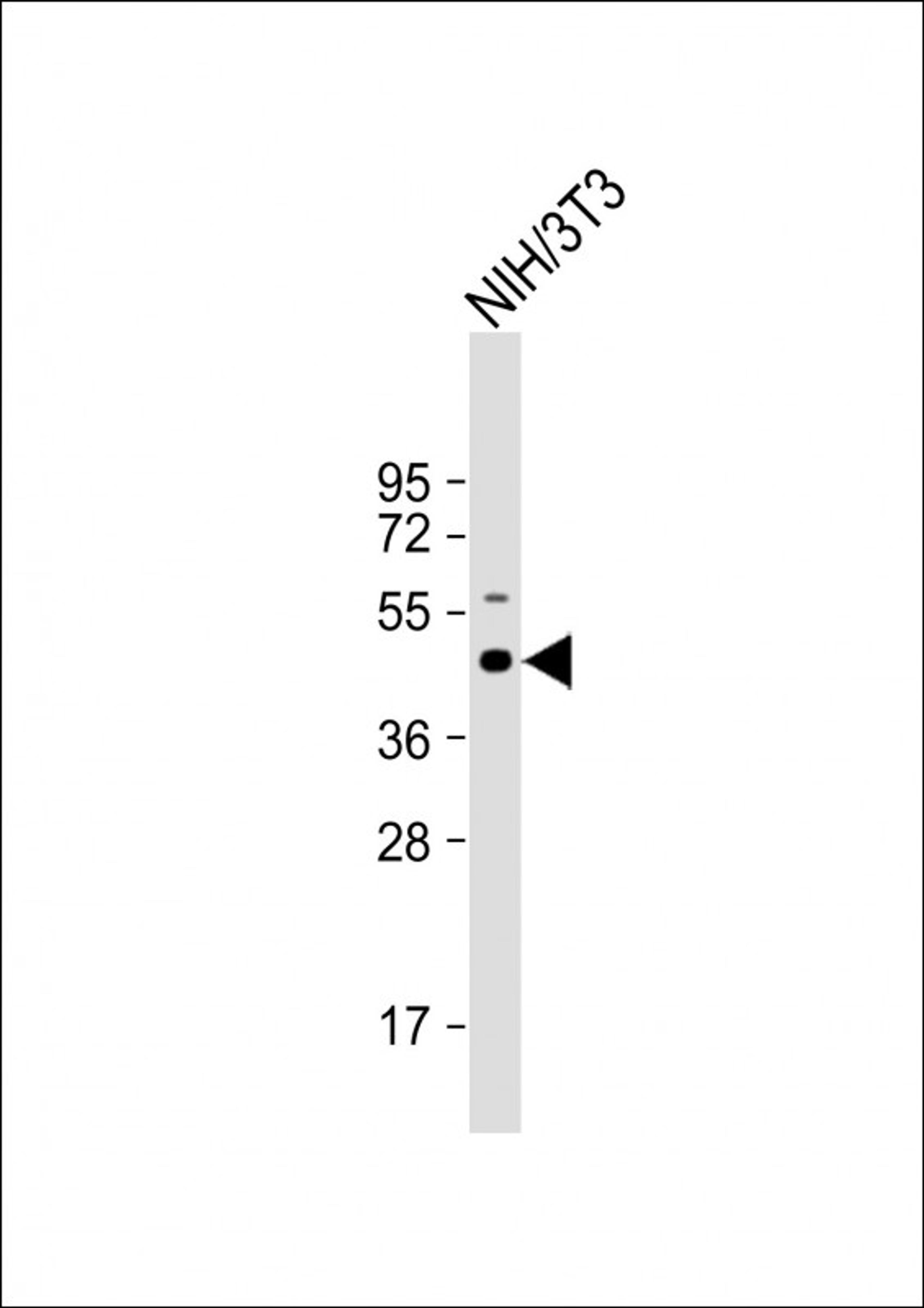 Western Blot at 1:1000 dilution + NIH/3T3 whole cell lysate Lysates/proteins at 20 ug per lane.