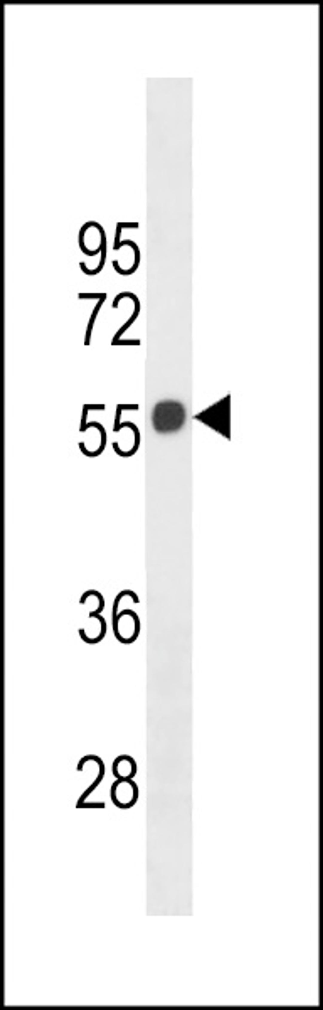 Western blot analysis in 293 cell line lysates (35ug/lane).