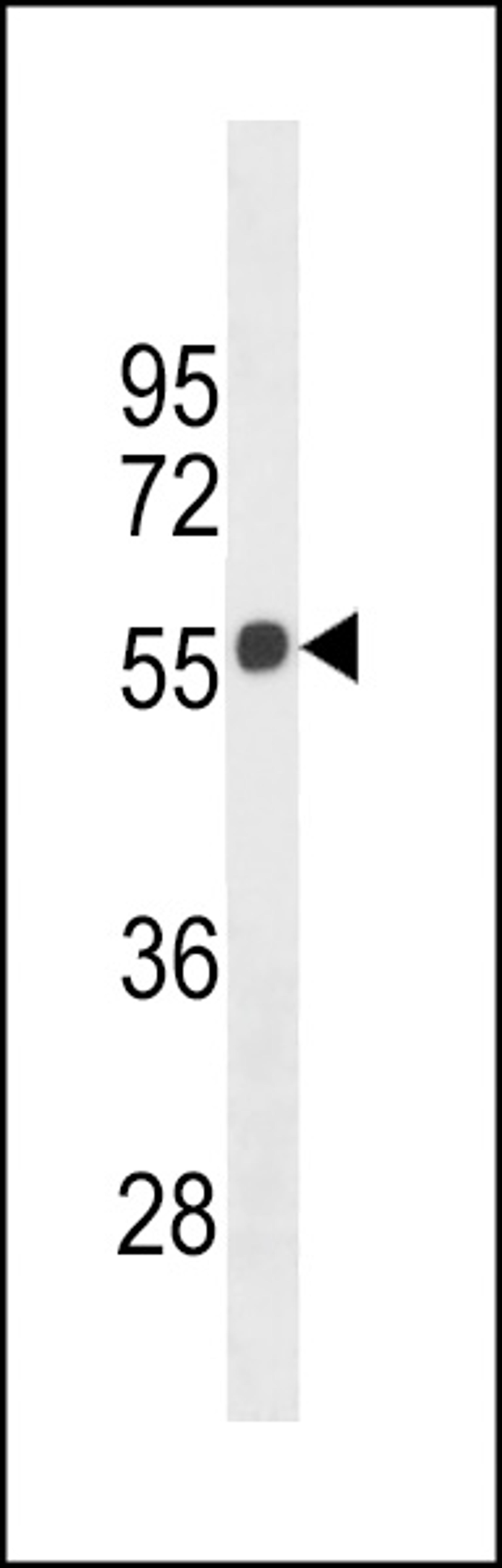 Western blot analysis in 293 cell line lysates (35ug/lane).