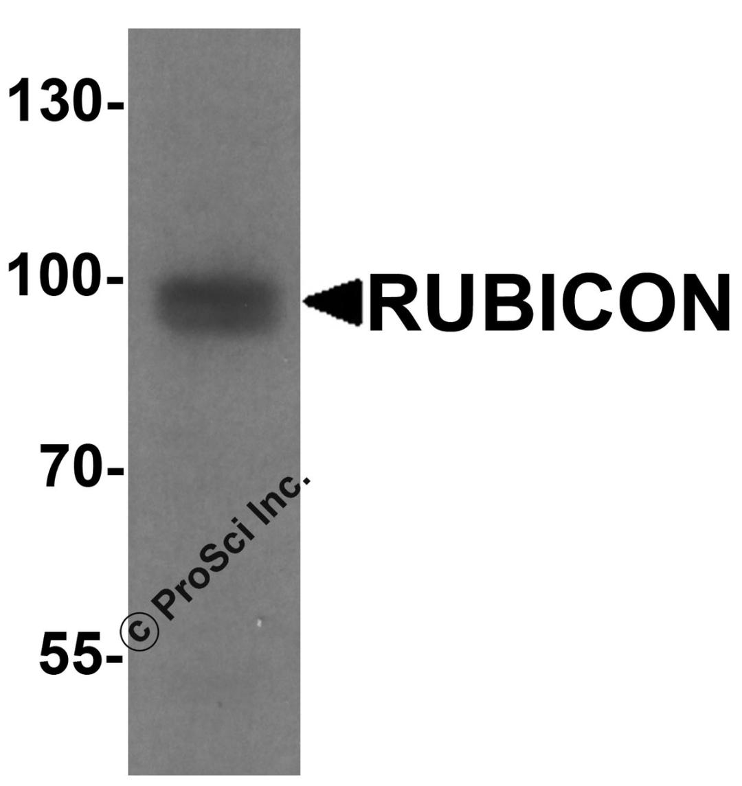 Western blot analysis of Rubicon in 293 cell lysate with Rubicon antibody at 1 μg/ml.