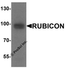 Western blot analysis of Rubicon in 293 cell lysate with Rubicon antibody at 1 μg/ml.