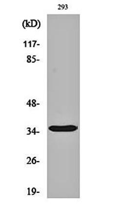 Western blot analysis of 293 cell lysates using Cleaved-Caspase-9 p35 (D315) antibody