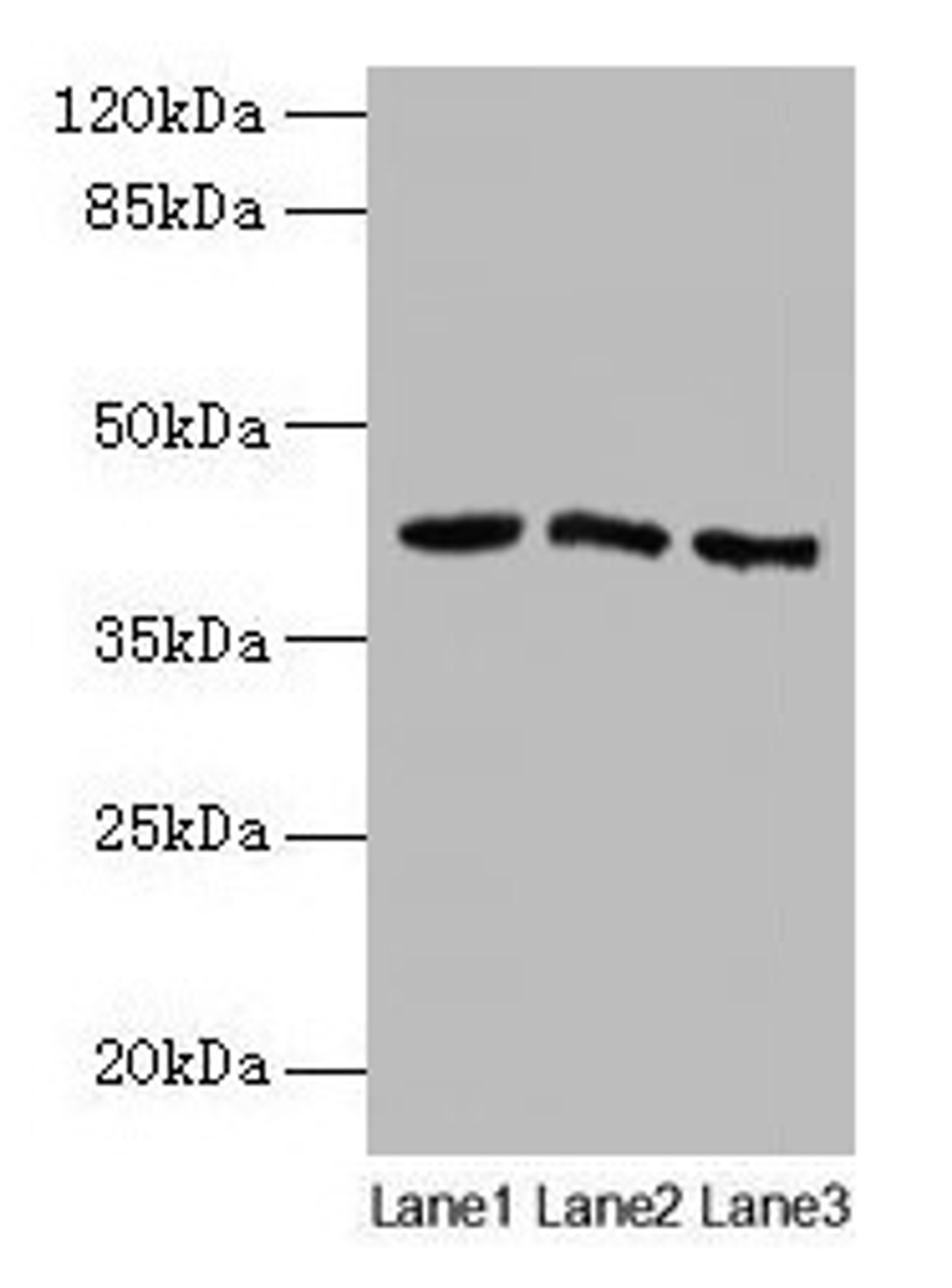 Western blot. All lanes: ANGPTL7 antibody at 2µg/ml. Lane 1: MCF-7 whole cell lysate. Lane 2: Colo320 whole cell lysate. Lane 3: HepG2 whole cell lysate. Secondary. Goat polyclonal to rabbit IgG at 1/10000 dilution. Predicted band size: 41 kDa. Observed band size: 41 kDa