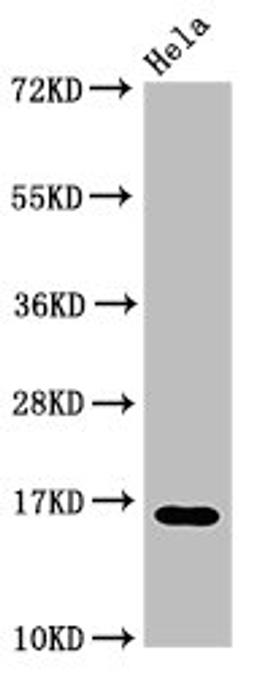 Western Blot. Positive WB detected in: Hela cell acid extracts. All lanes: HIST1H3A antibody at 3µg/ml. Secondary. Goat polyclonal to rabbit IgG at 1/50000 dilution. Predicted band size: 16 kDa. Observed band size: 16 kDa
