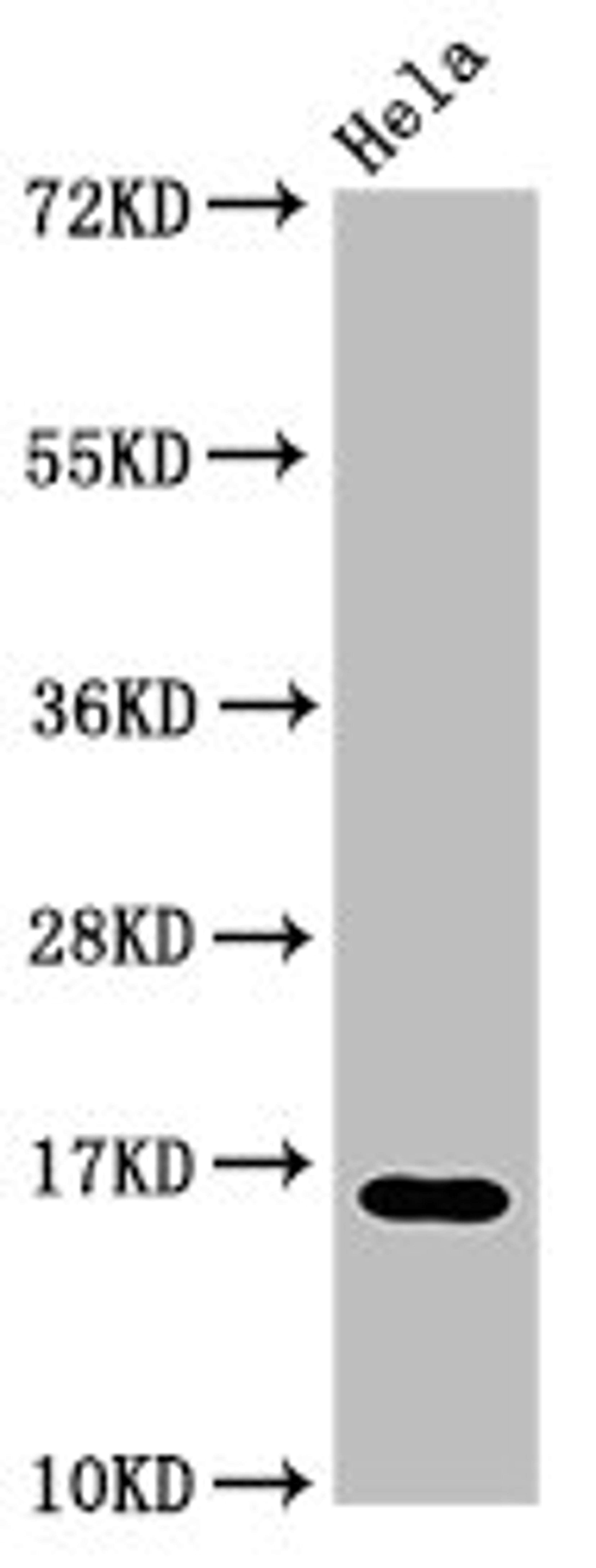 Western Blot. Positive WB detected in: Hela cell acid extracts. All lanes: HIST1H3A antibody at 3µg/ml. Secondary. Goat polyclonal to rabbit IgG at 1/50000 dilution. Predicted band size: 16 kDa. Observed band size: 16 kDa