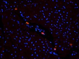 Immunofluorescence image of rat heart tissue using SLC22A8 antibody (dilution at 2.5 ug/ml)