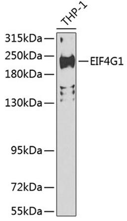 Western blot - EIF4G1 Antibody (A7552)