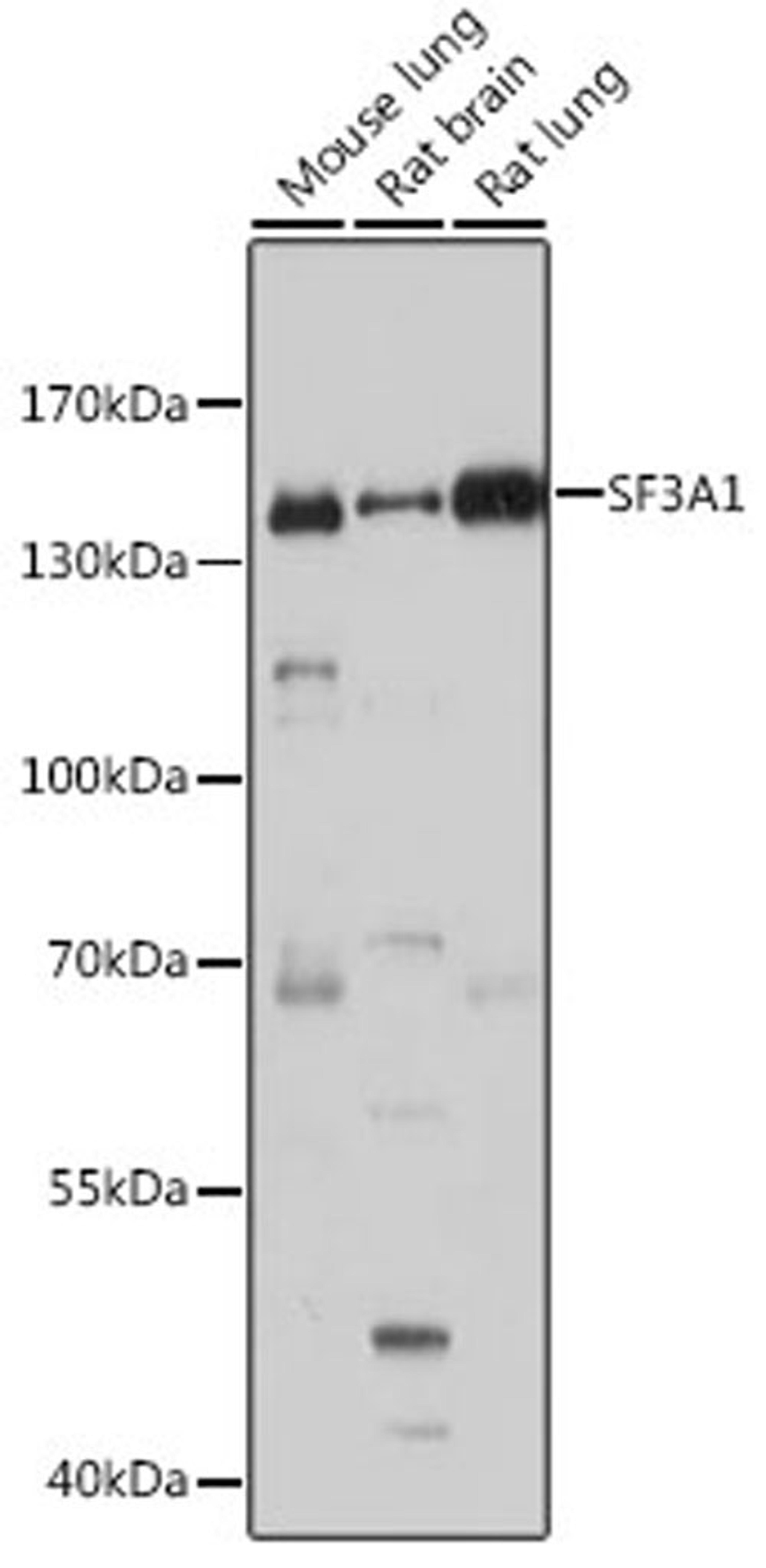 Western blot - SF3A1 antibody (A4399)