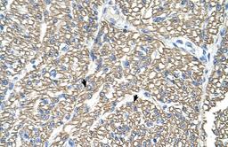 Antibody used in IHC on Human Heart.