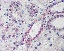 45-979 (10ug/ml) staining of paraffin embedded Human Kidney. Steamed antigen retrieval with citrate buffer pH 6, AP-staining.