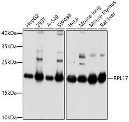 Western blot - RPL17 antibody (A5934)