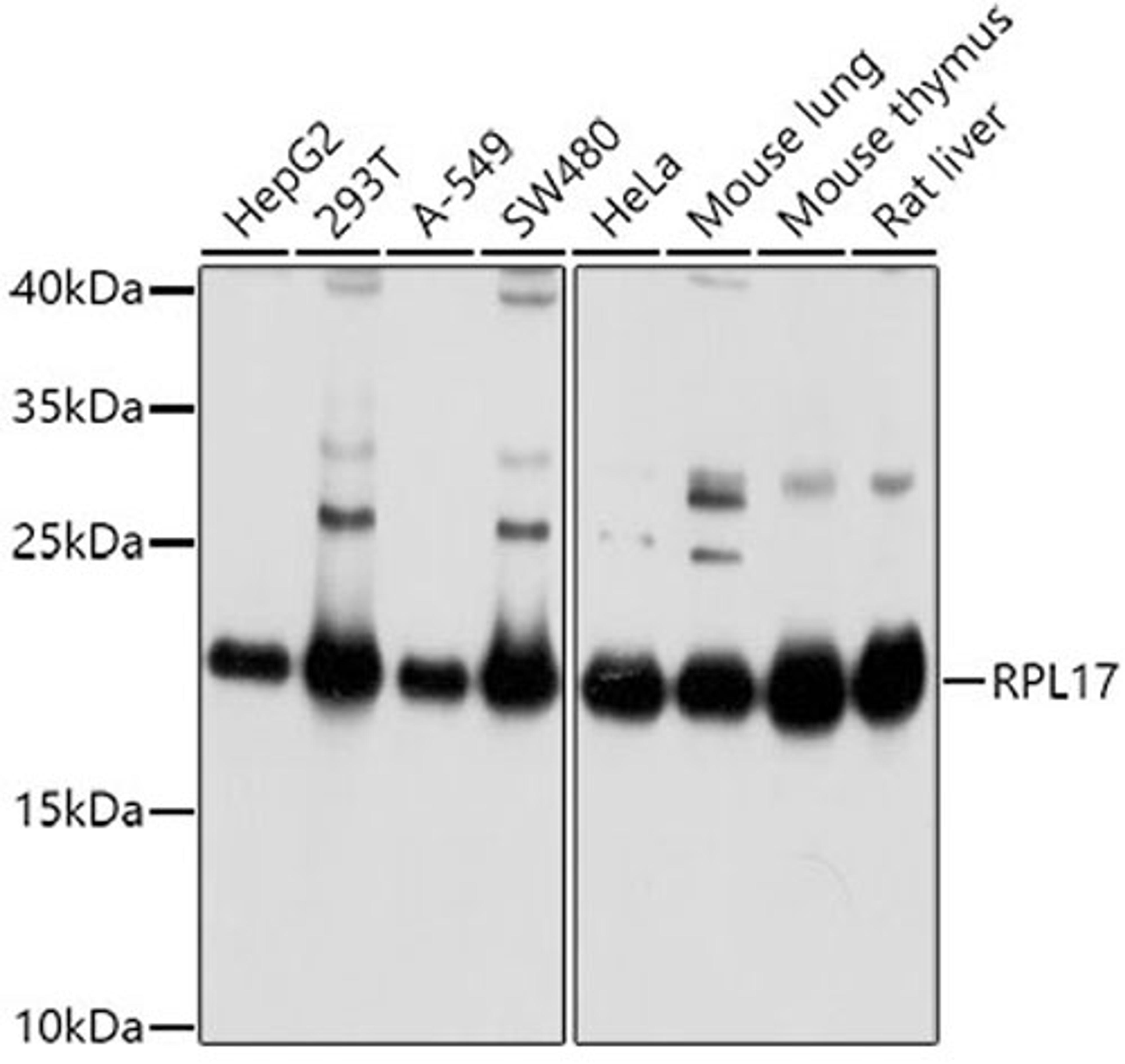 Western blot - RPL17 antibody (A5934)