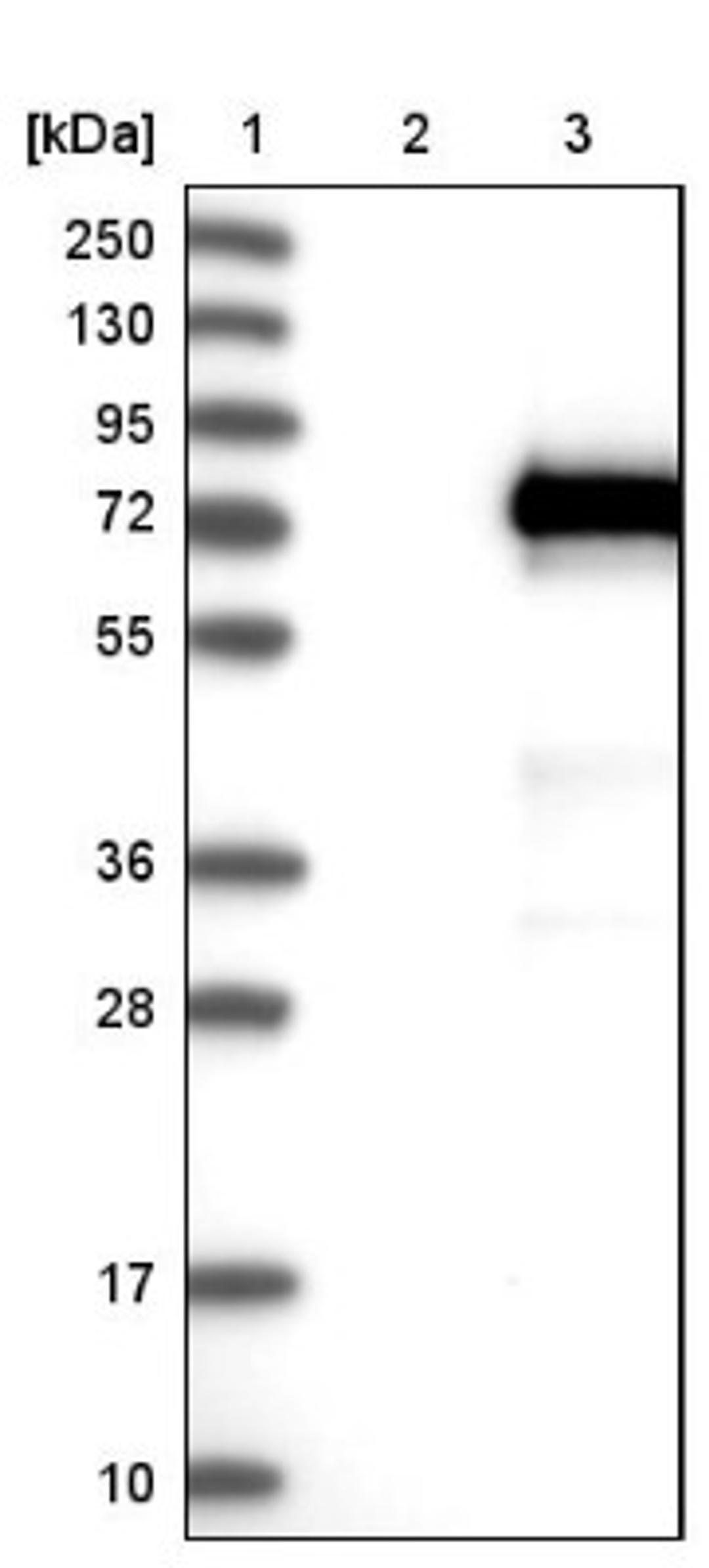 Western Blot: VANGL1 Antibody [NBP1-86990] - Lane 1: Marker [kDa] 250, 130, 95, 72, 55, 36, 28, 17, 10<br/>Lane 2: Negative control (vector only transfected HEK293T lysate)<br/>Lane 3: Over-expression lysate (Co-expressed with a C-terminal myc-DDK tag (~3.1 kDa) in mammalian HEK293T cells, LY403377)