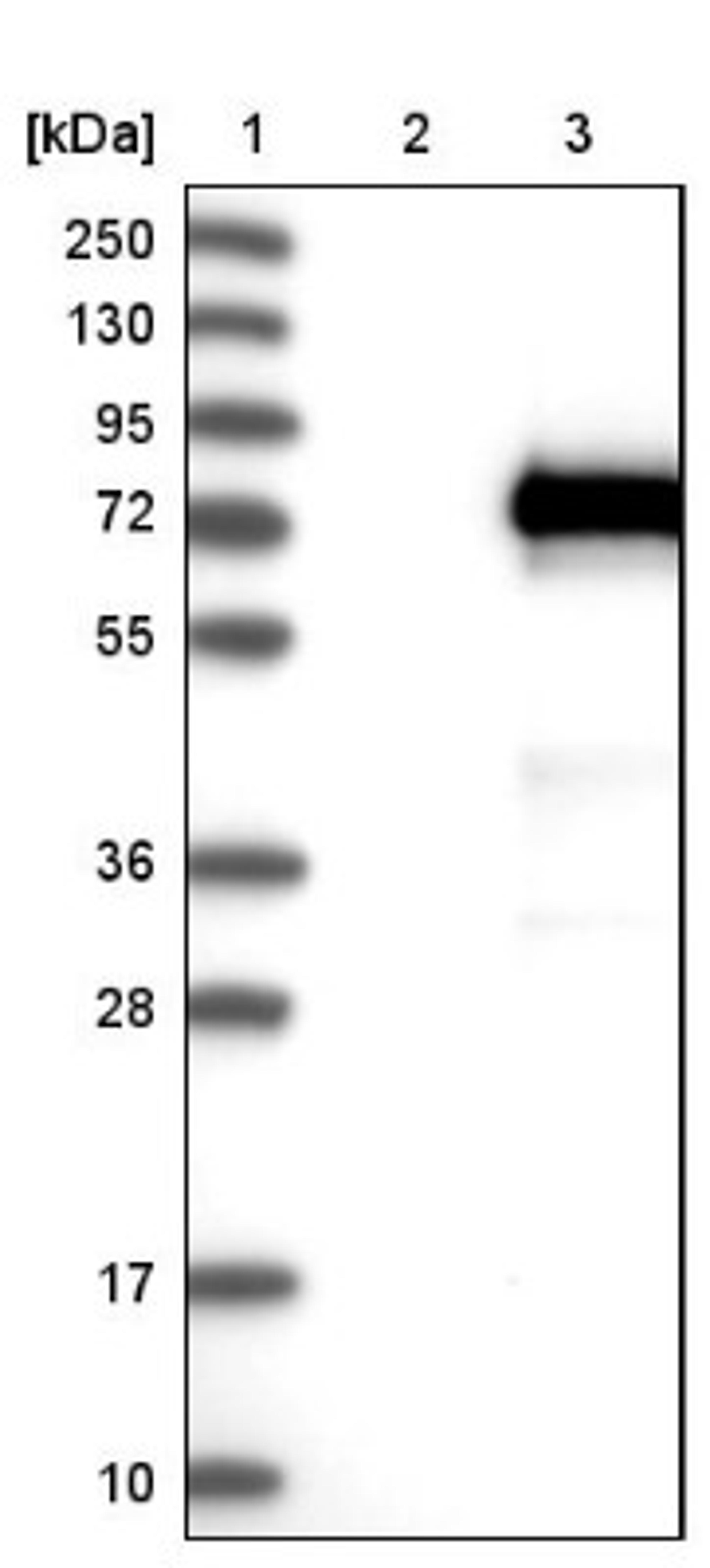 Western Blot: VANGL1 Antibody [NBP1-86990] - Lane 1: Marker [kDa] 250, 130, 95, 72, 55, 36, 28, 17, 10<br/>Lane 2: Negative control (vector only transfected HEK293T lysate)<br/>Lane 3: Over-expression lysate (Co-expressed with a C-terminal myc-DDK tag (~3.1 kDa) in mammalian HEK293T cells, LY403377)