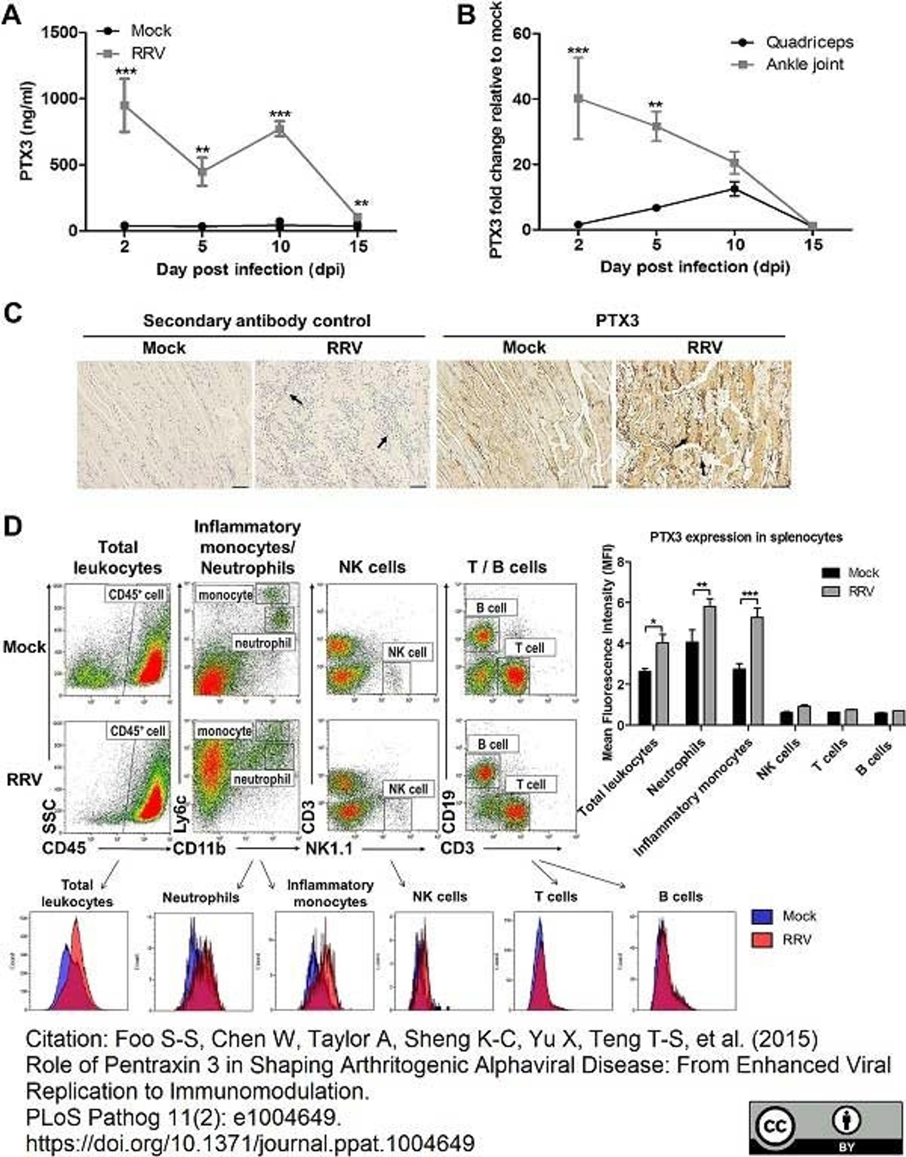 Horseradish peroxidase conjugated Goat anti Rat IgG2b antibody used for the detection of pentraxin 3