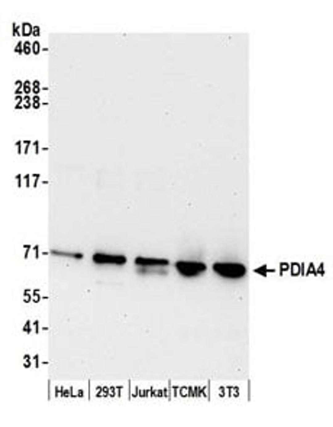 Detection of human and mouse PDIA4 by western blot.