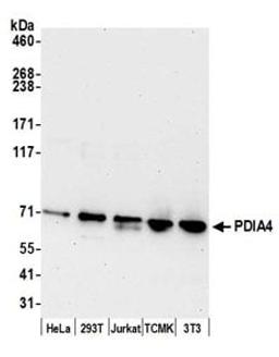 Detection of human and mouse PDIA4 by western blot.