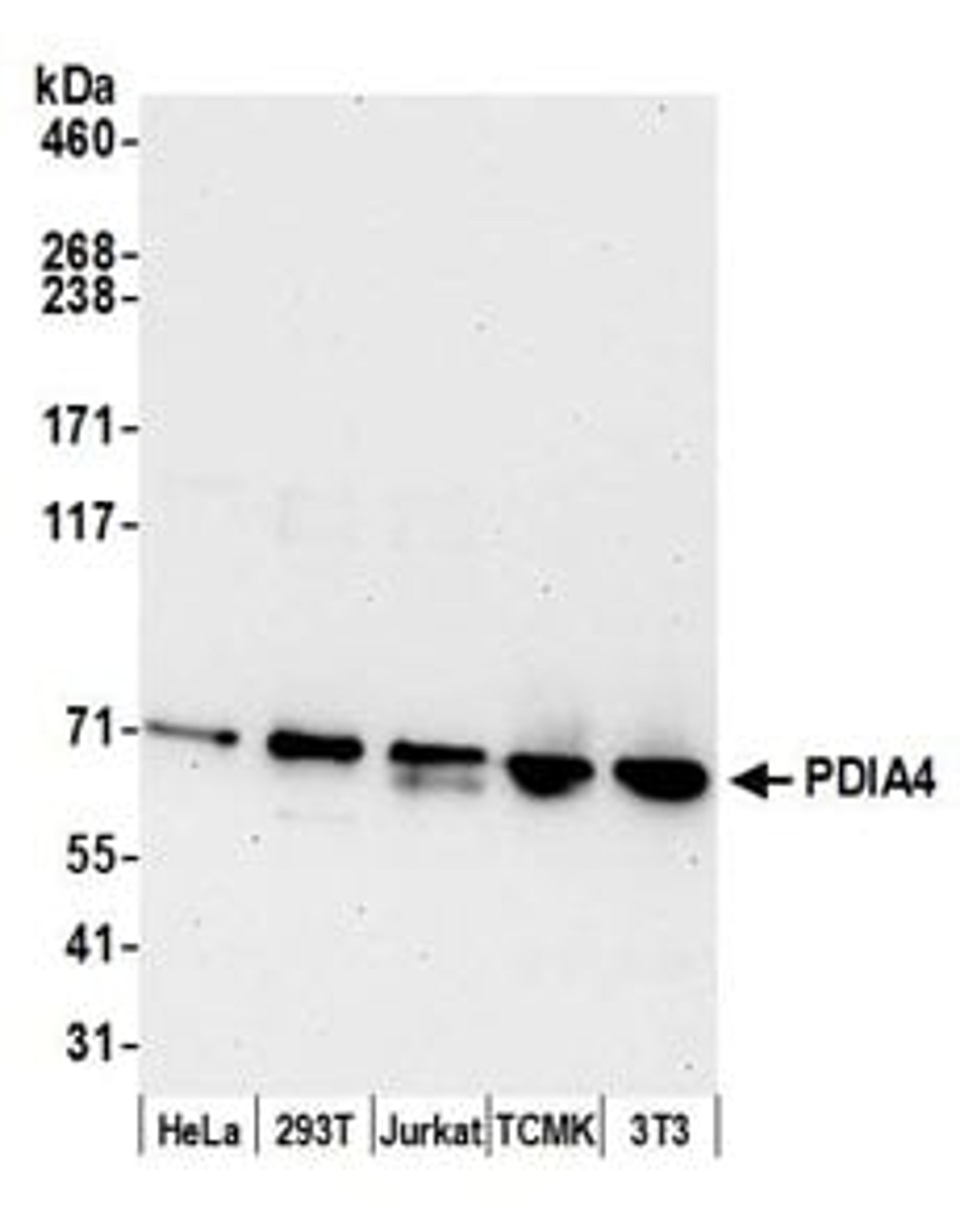 Detection of human and mouse PDIA4 by western blot.