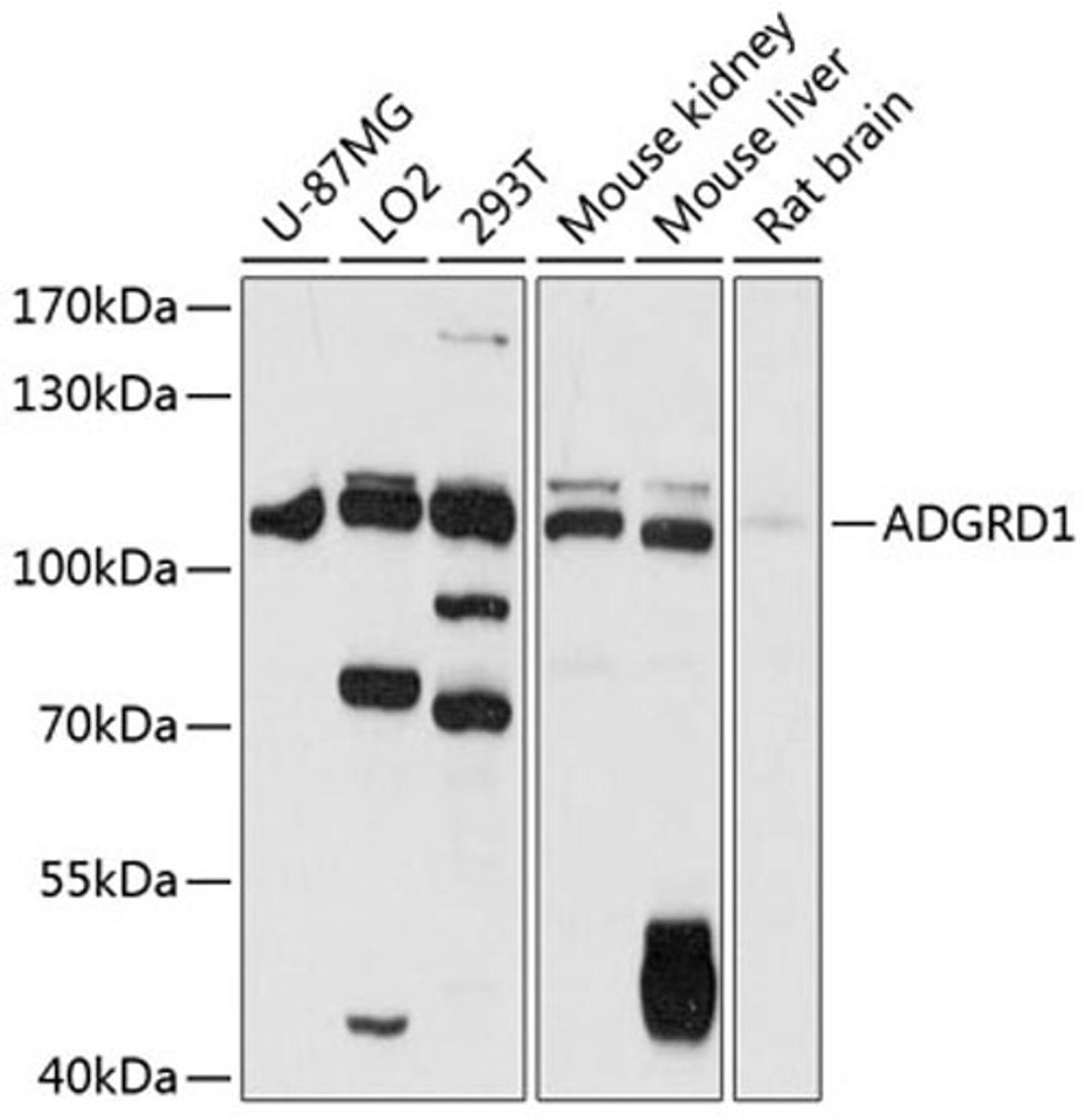 Western blot - ADGRD1 antibody (A12629)