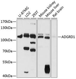 Western blot - ADGRD1 antibody (A12629)