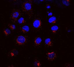 Immunocytochemistry/Immunofluorescence: KDELR1 Antibody (KR-10) [NBP2-12873] - Merged picture of KR-10 (red) with DAPI (blue) in NRK cells. Courtesy of Institute of Molecular and Cell Biology, Singapore.