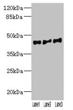 Western blot. All lanes: VN1R2 antibody at 2µg/ml. Lane 1: Hela whole cell lysate. Lane 2: A549 whole cell lysate. Lane 3: HepG2 whole cell lysate. Secondary. Goat polyclonal to rabbit IgG at 1/10000 dilution. Predicted band size: 45 kDa. Observed band size: 45 kDa