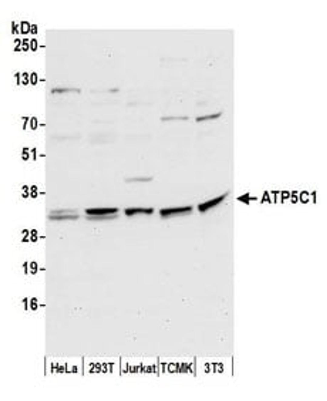 Detection of human and mouse ATP5C1 by western blot.