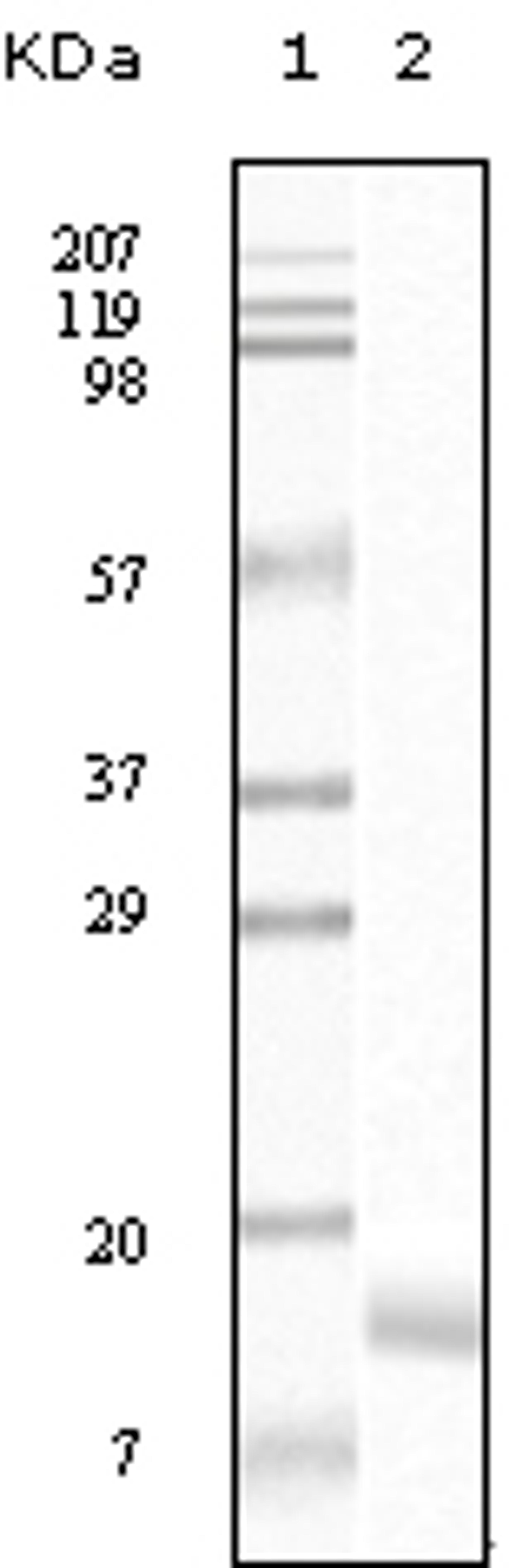 Western blot analysis using SNCG monoclonal antibody against truncated SNCG recombinant protein.